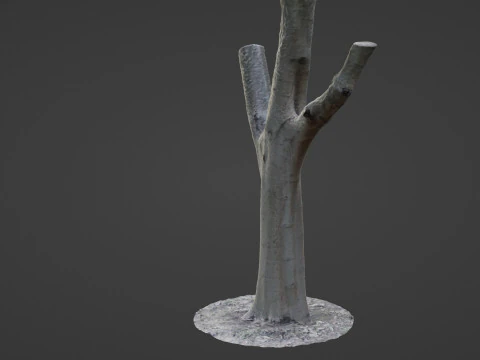 Tree trunk split scan 3D Model