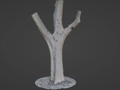 Tree trunk split scan 3D Model
