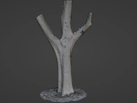 Tree trunk split scan 3D Model