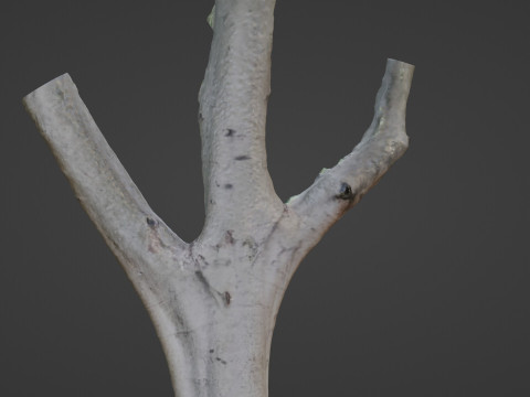 Tree trunk split scan Modèle 3D