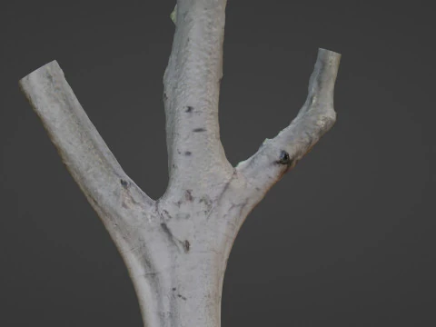 Tree trunk split scan 3D Model