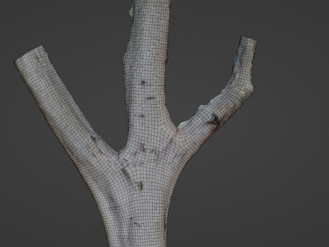 Tree trunk split scan Modèle 3D