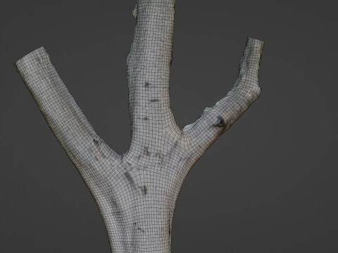Tree trunk split scan 3D Model