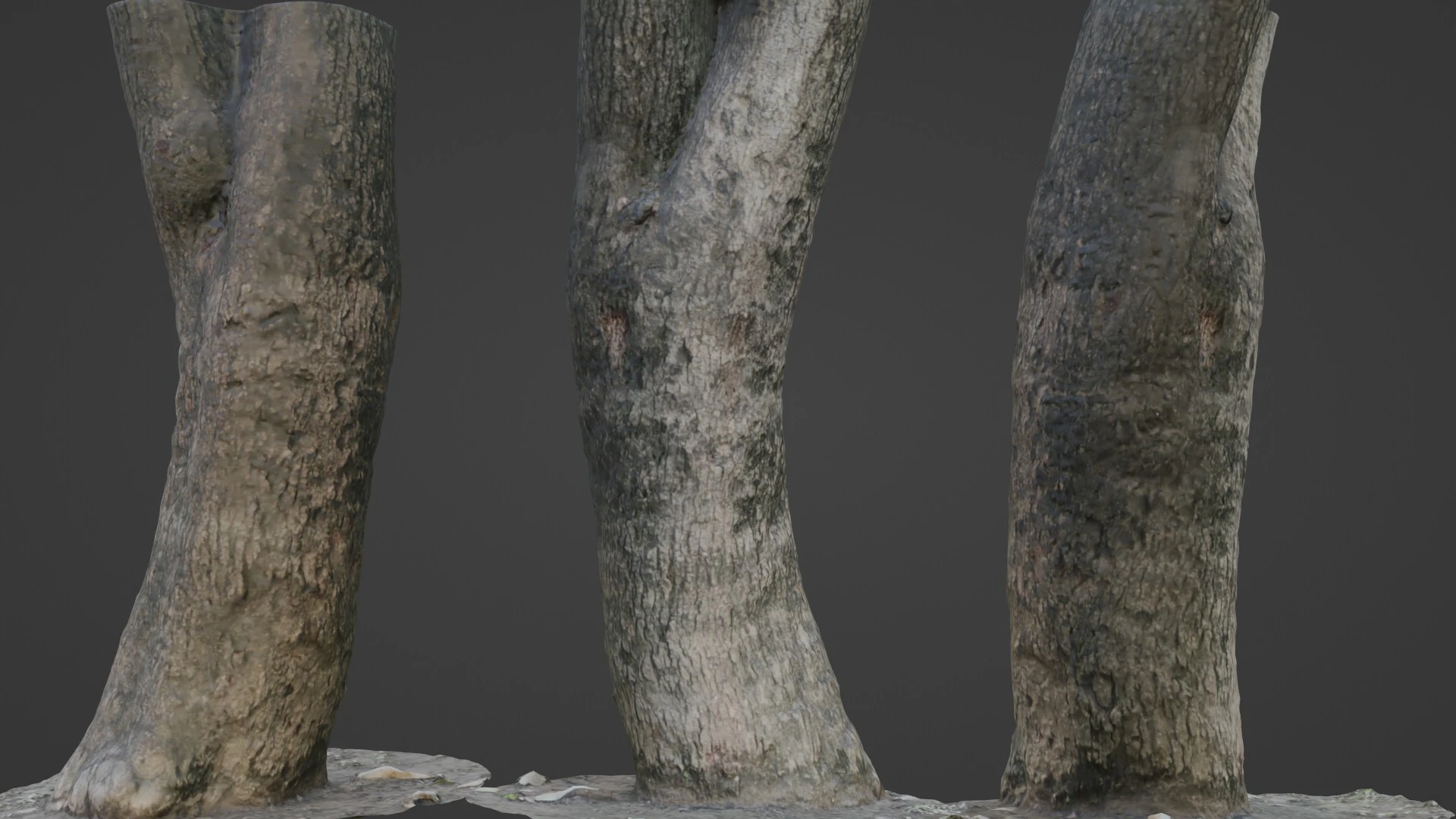 Trunk Scan 3D Model .c4d .max .obj .3ds .fbx .stl .blend