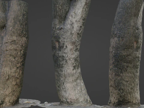 트렁크 스캔 3D 모델