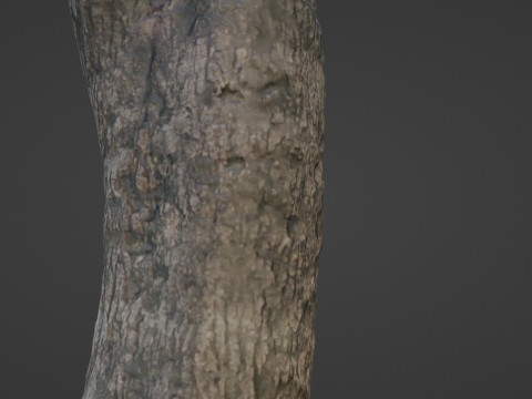 Trunk Scan Modèle 3D