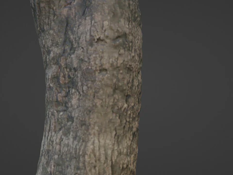 Trunk Scan 3D Model