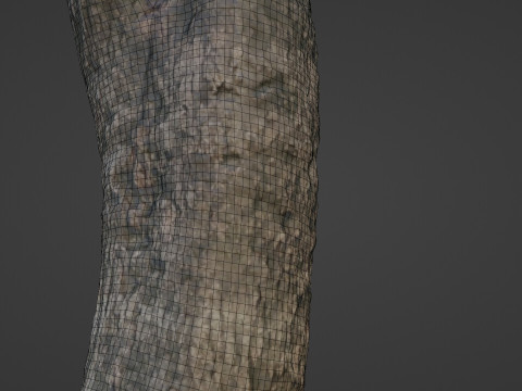 Trunk Scan Modèle 3D