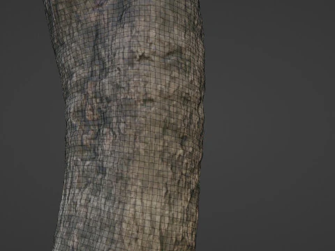 Trunk Scan 3D Model