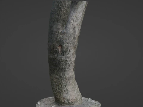 Trunk Scan 3D Model