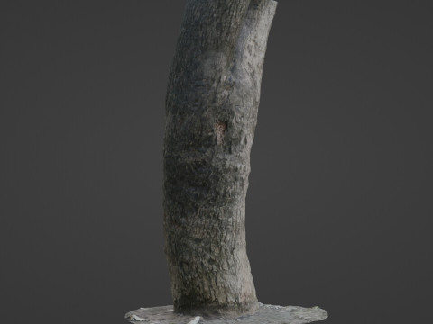 Trunk Scan Modèle 3D
