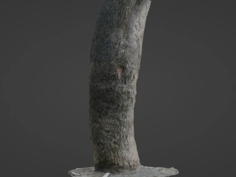 Trunk Scan 3D Model