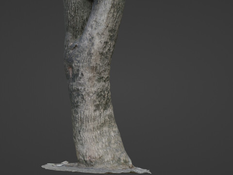 Trunk Scan Modèle 3D