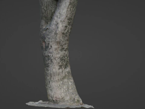 Trunk Scan 3D Model