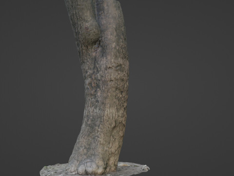 Trunk Scan Modèle 3D