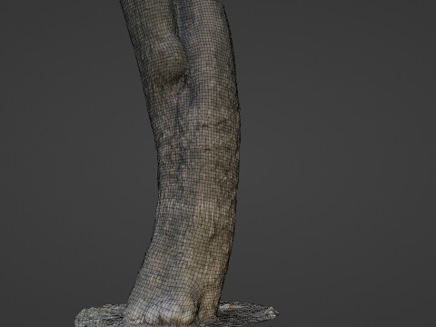 Trunk Scan Modèle 3D