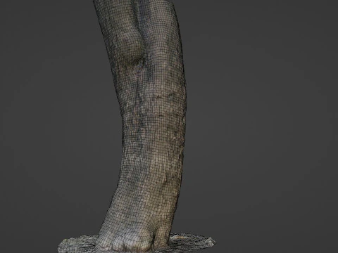Trunk Scan 3D Model