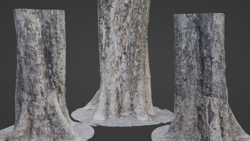 Tree Trunk 3D Modell .c4d .max .obj .3ds .fbx .stl .blend 