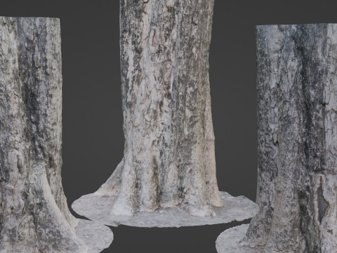 Tree Trunk Modèle 3D