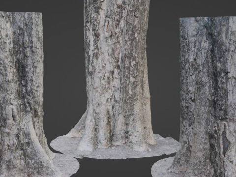 Tree Trunk 3D Model