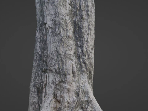 Tree Trunk 3D Model