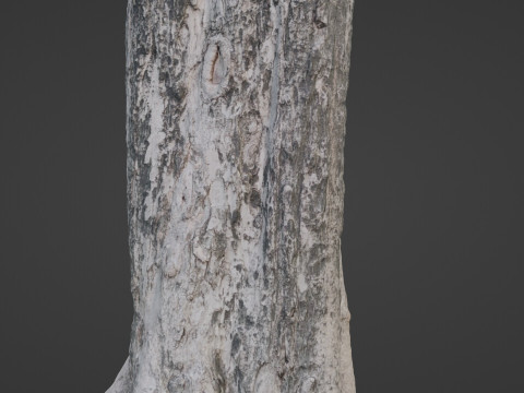 Tree Trunk 3D Modell