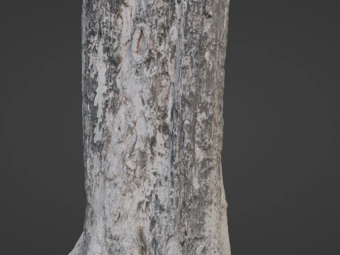 Tree Trunk 3D Model