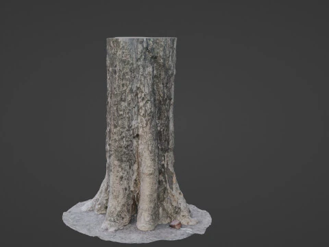 Tree Trunk 3D Model