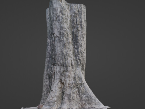 Tree Trunk 3D Modell