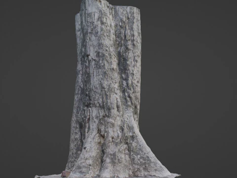 Tree Trunk 3D Model
