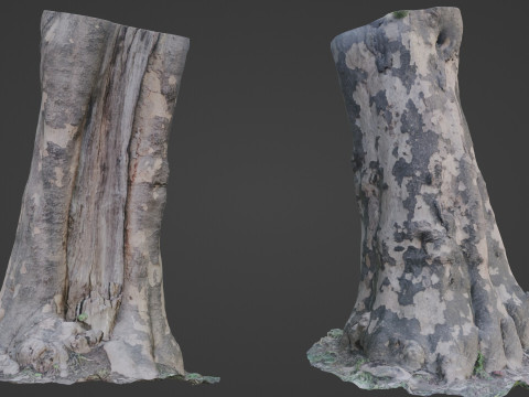 Tree Bark 3D Model