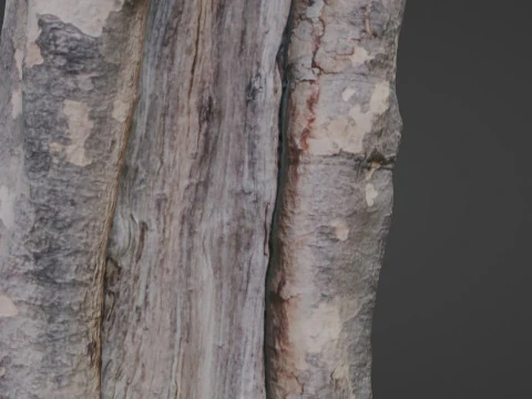 Tree Bark 3D Model