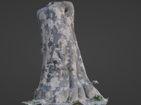 Tree Bark 3D Model