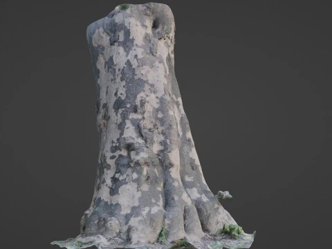 Tree Bark 3D Model