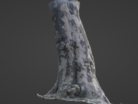 Tree Bark 3D Model