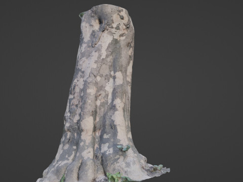 Tree Bark 3D Model