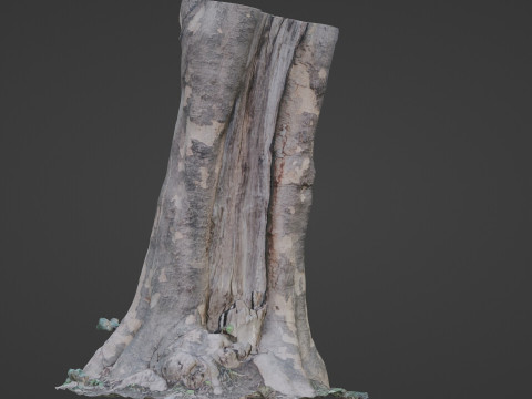 Tree Bark 3D Model