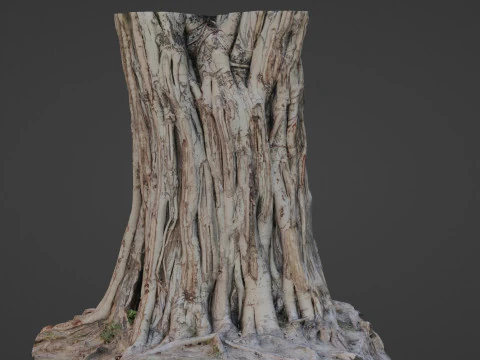 Tree Trunk 3D Model