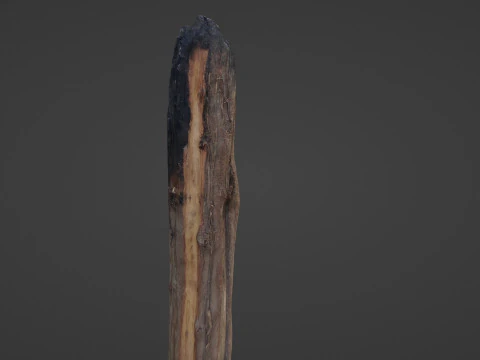 Burned Trunk Scan 3D Model