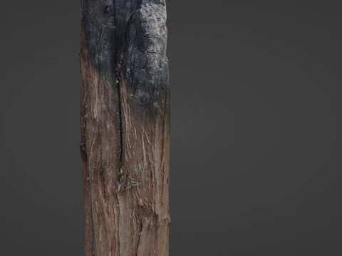 Burned Trunk Scan 3D Model