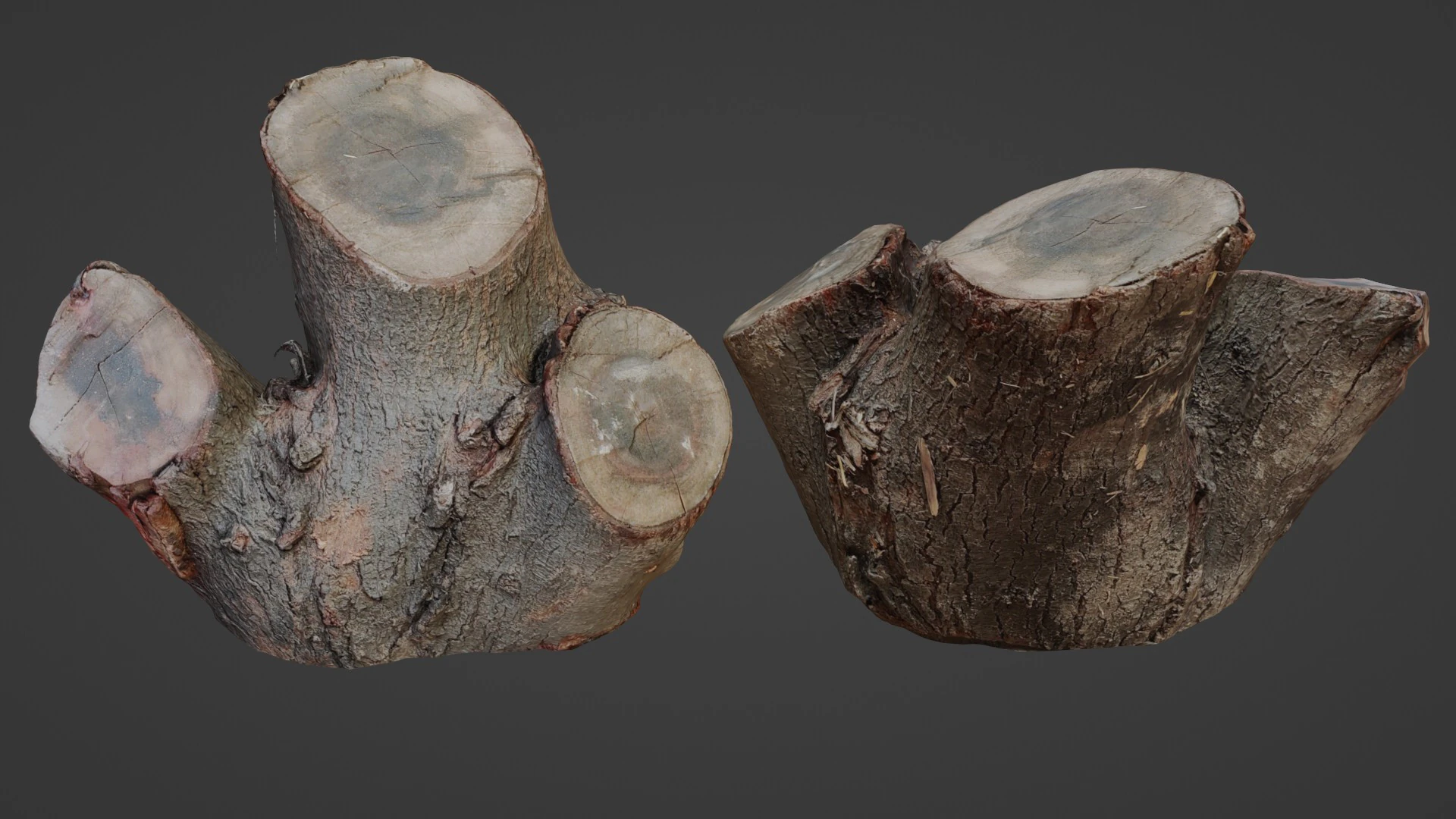 Cutted stump scan 3D Model .c4d .max .obj .3ds .fbx .stl .blend 