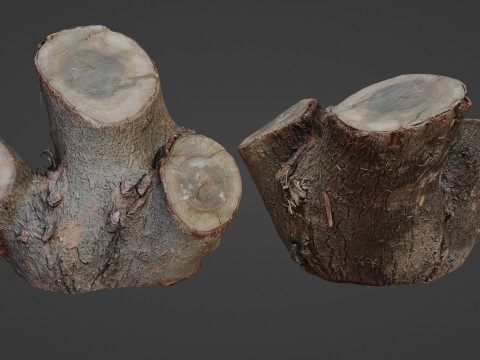 Cutted stump scan Modèle 3D