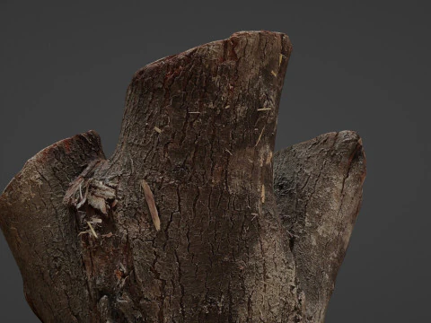 Cutted stump scan 3D Model