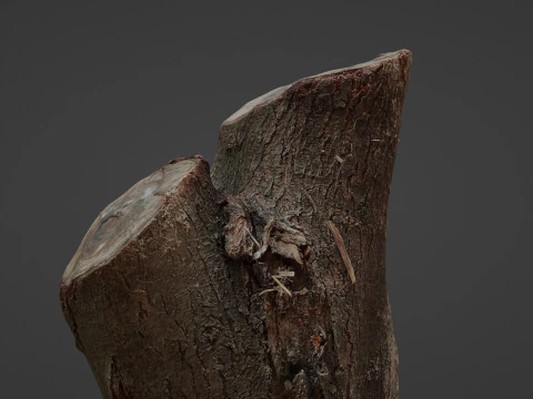 Cutted stump scan 3D Model