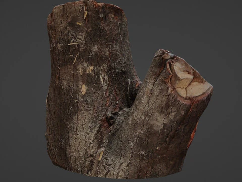 Cutted stump scan 3D Model