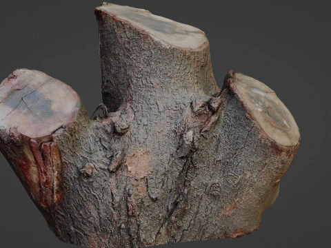 Cutted stump scan 3D Model
