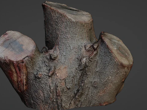 Cutted stump scan 3D Model