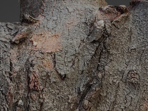 Cutted stump scan Modelo 3D