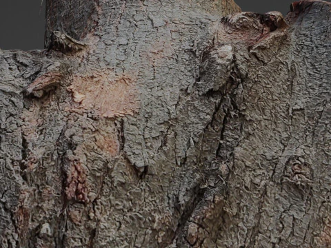 Cutted stump scan 3D Model