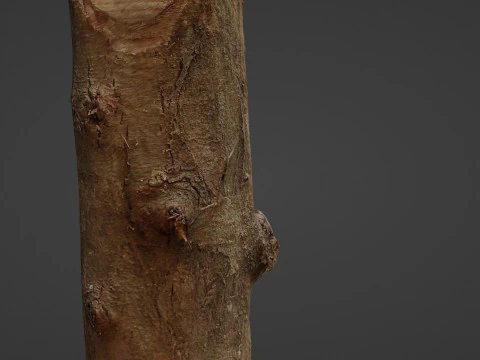 Log 3D Model